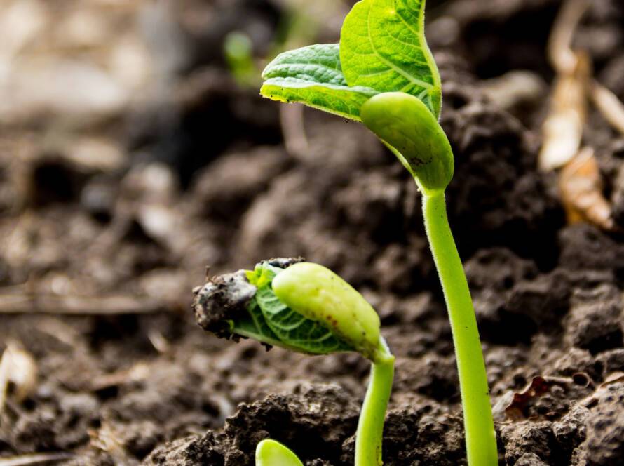 Image of a sprouting plant from the soil