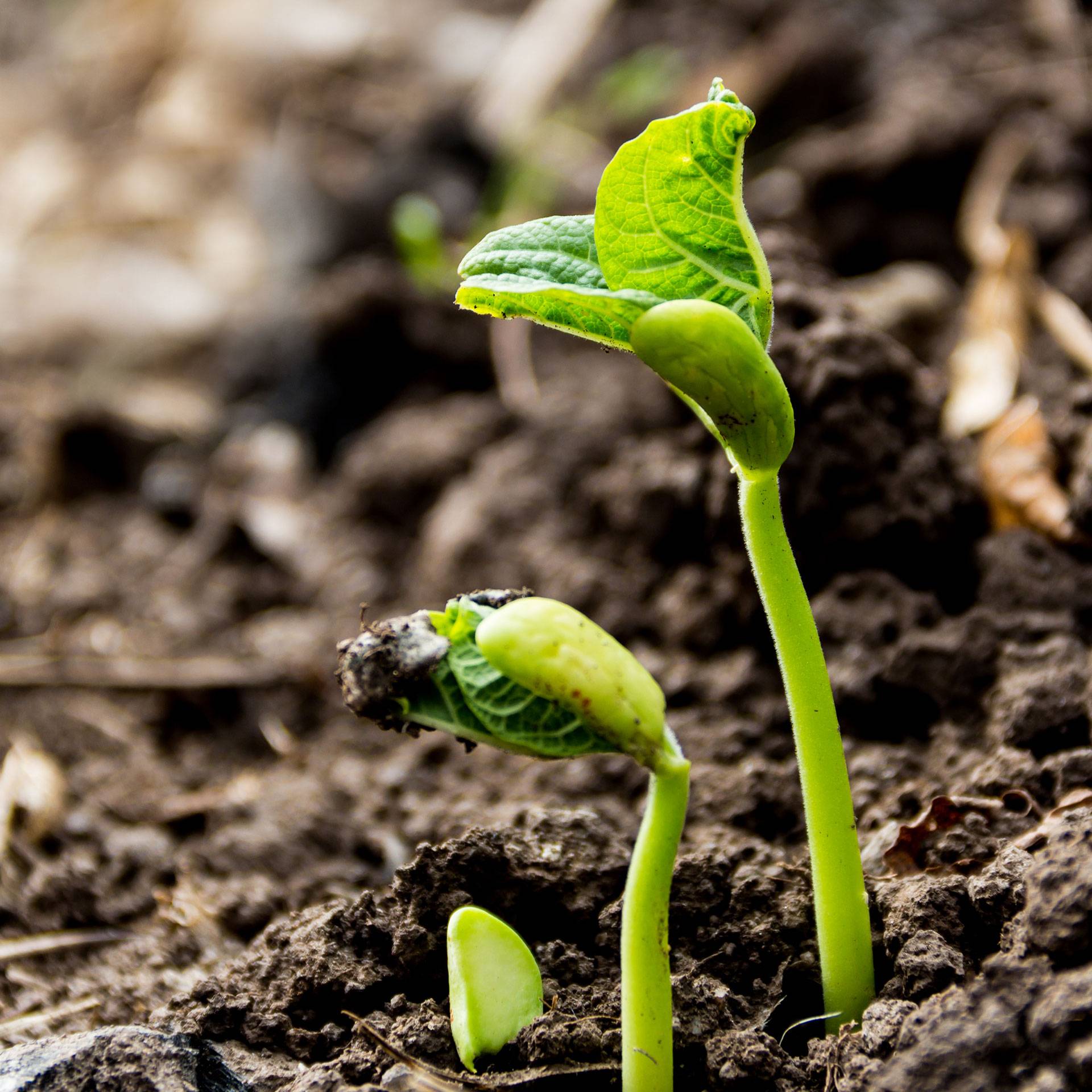 Sustainable Farming Practices