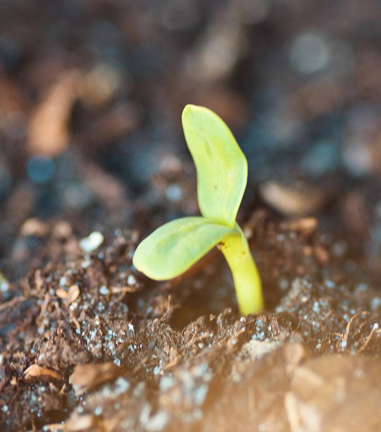 Crop Sprouting from the soil