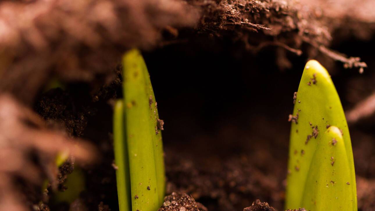 A plant sprouting from the soil