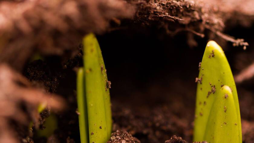A plant sprouting from the soil