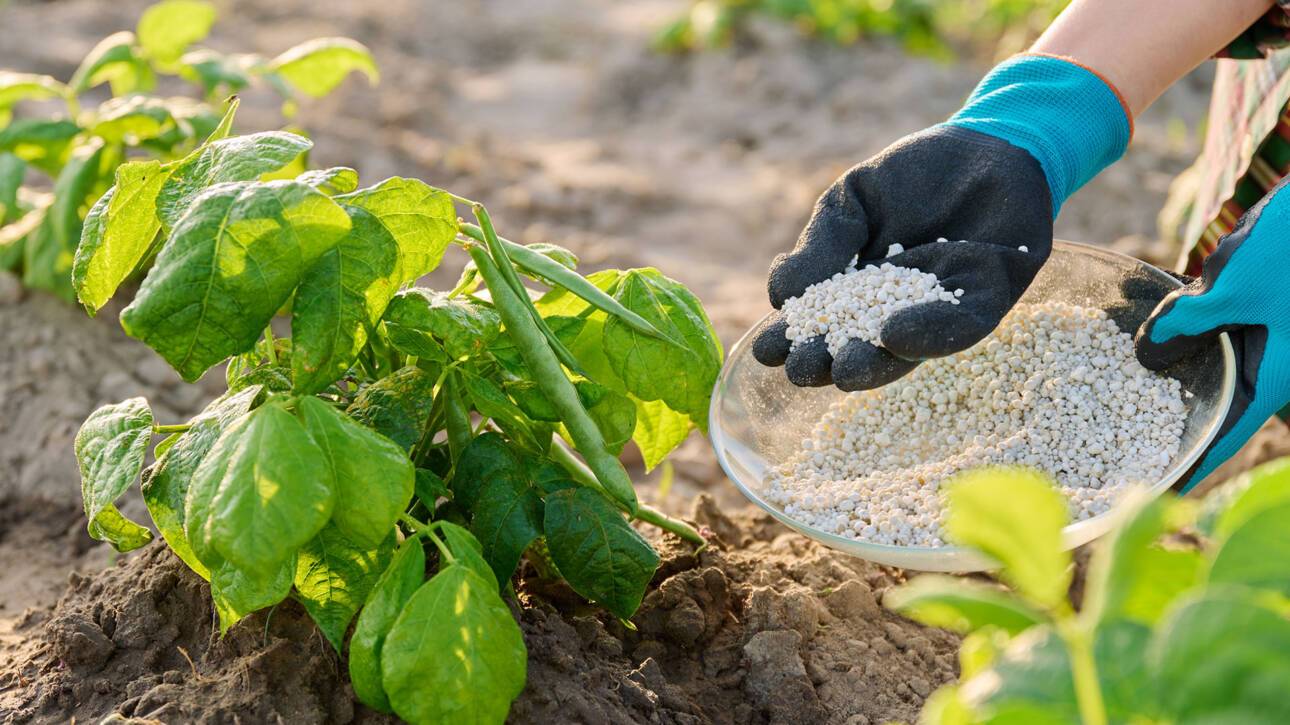 Farmer adding nutrient to crop