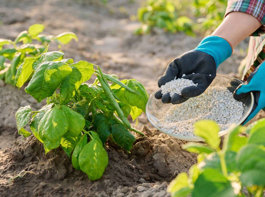 Farmer adding nutrient to crop