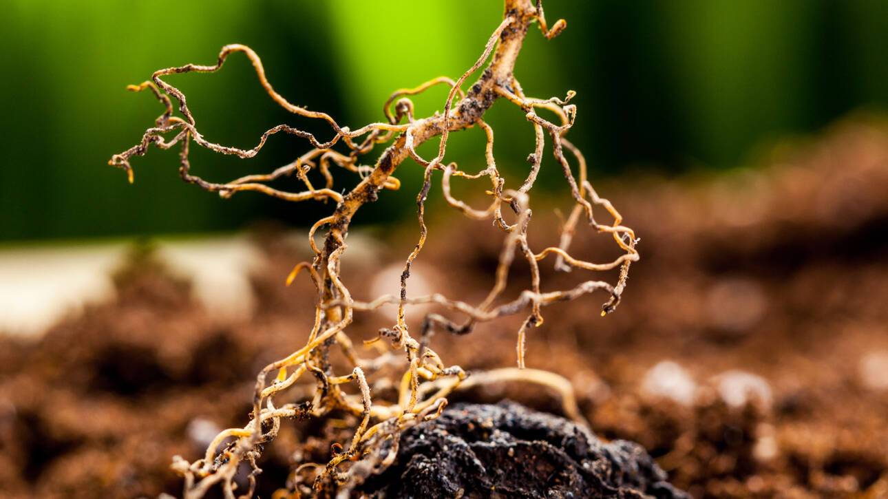 Image of healthy roots
