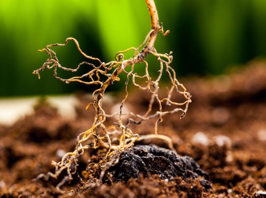 Image of healthy roots