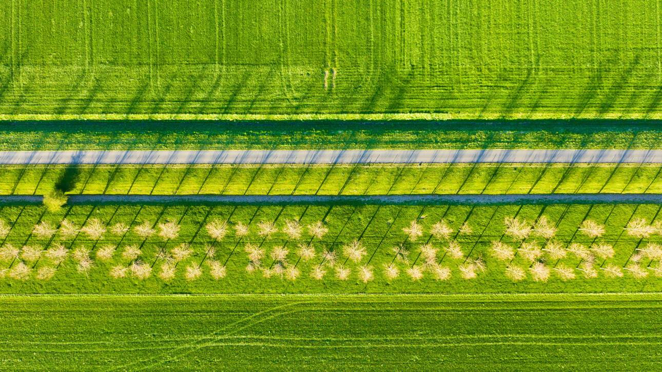 Aerial View Crops
