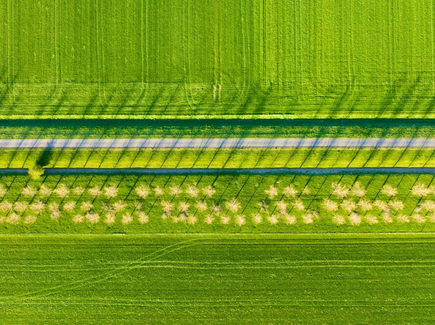 Aerial View Crops