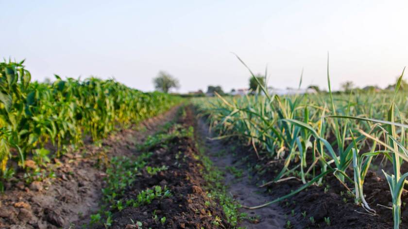 rows of leek onions in a farm field
