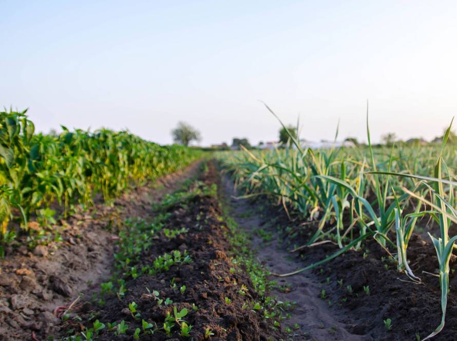 rows of leek onions in a farm field