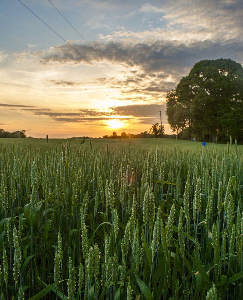 A image of a field during sunset